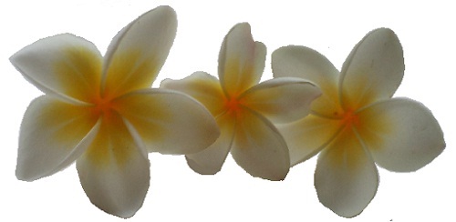 flor 3894 retocada 2