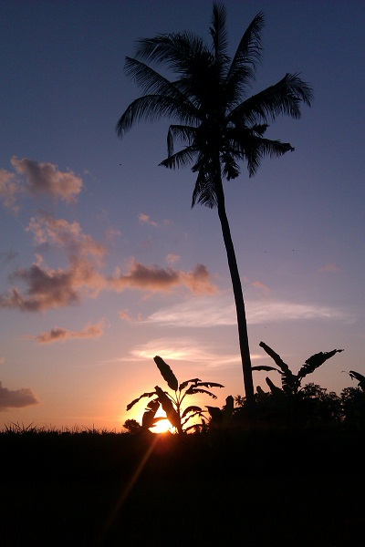 palmera 209 2