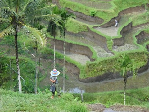 sobrerocolorricefield